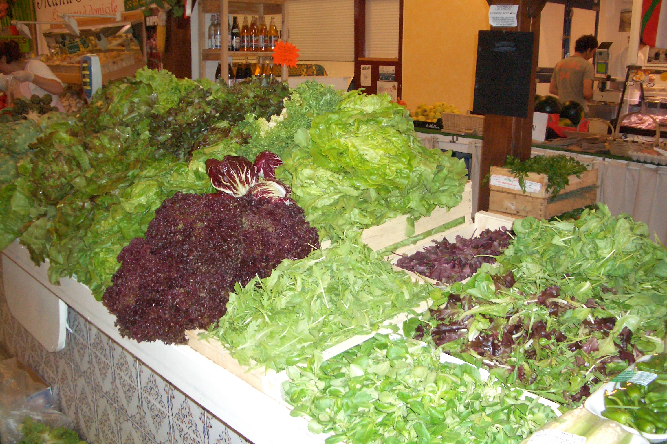 Biarritz lettuce